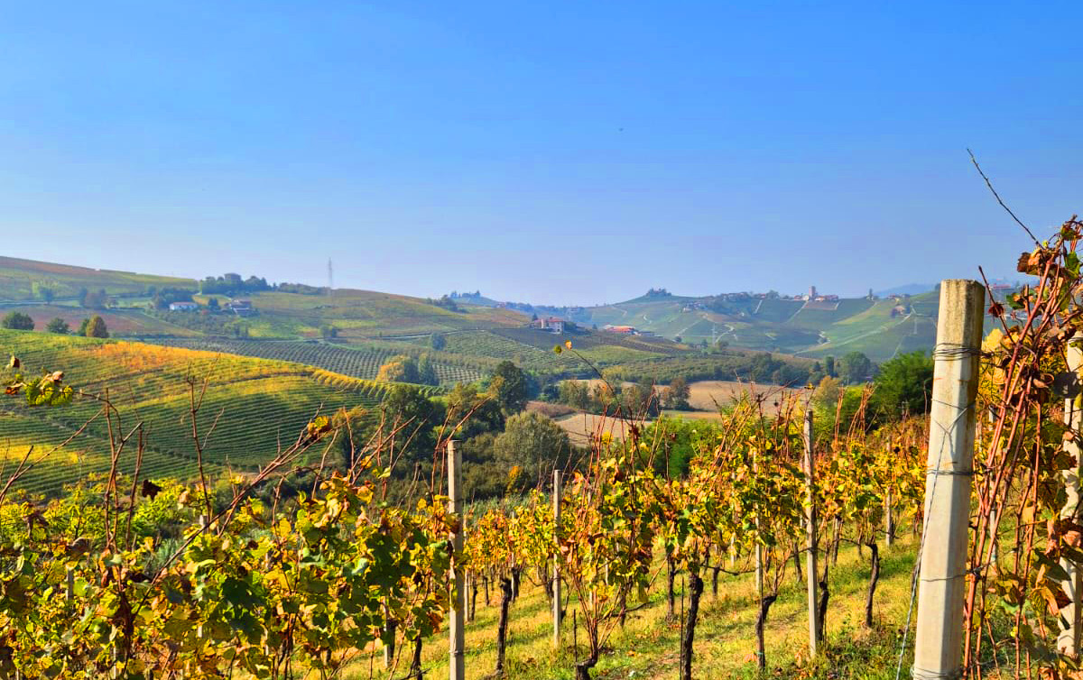 Battista Borgogno image