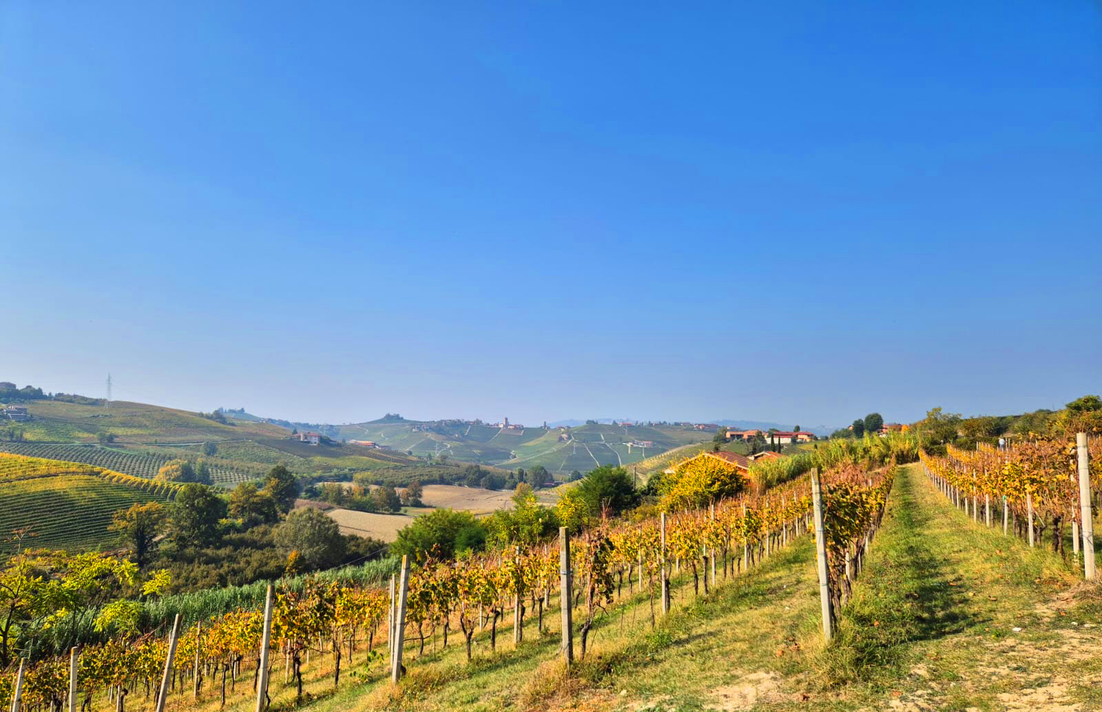 Battista Borgogno image