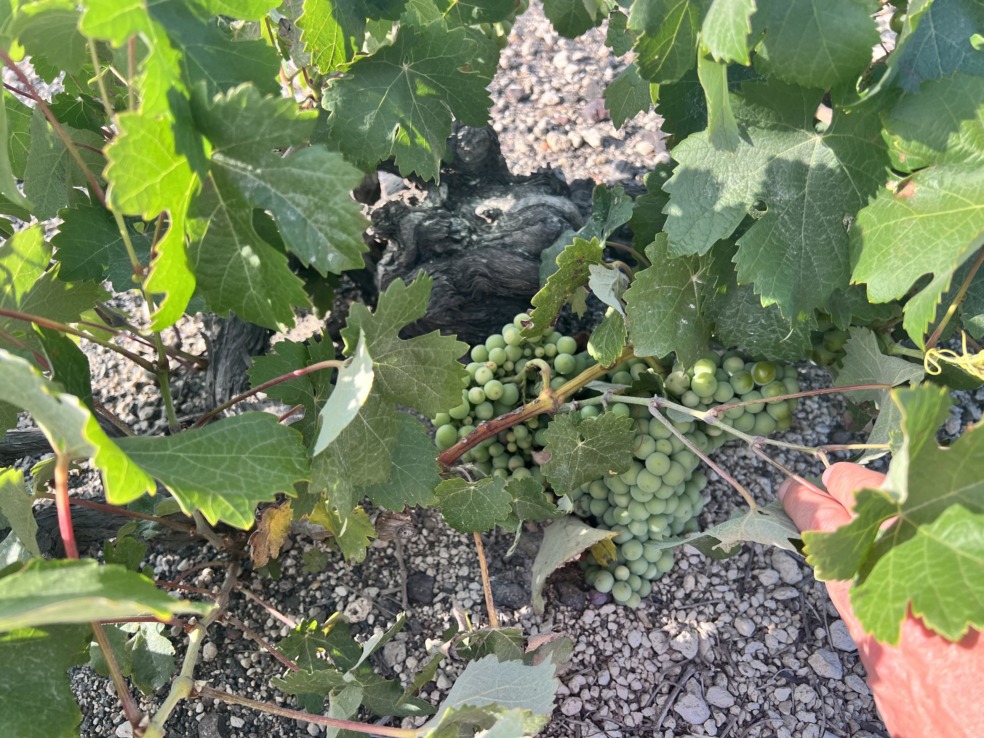 Gavalas vineyard, Santorini