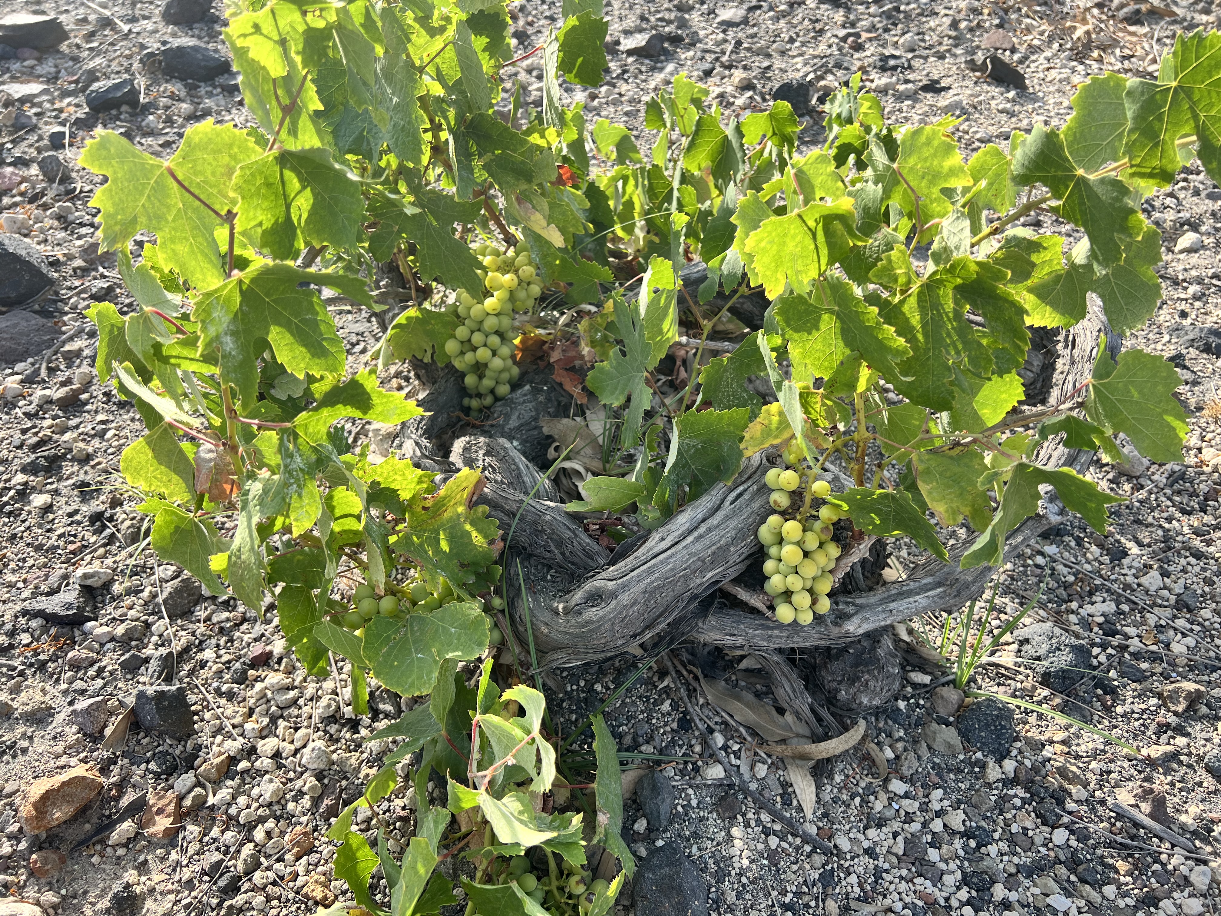 Vineyard landscape in Santorini