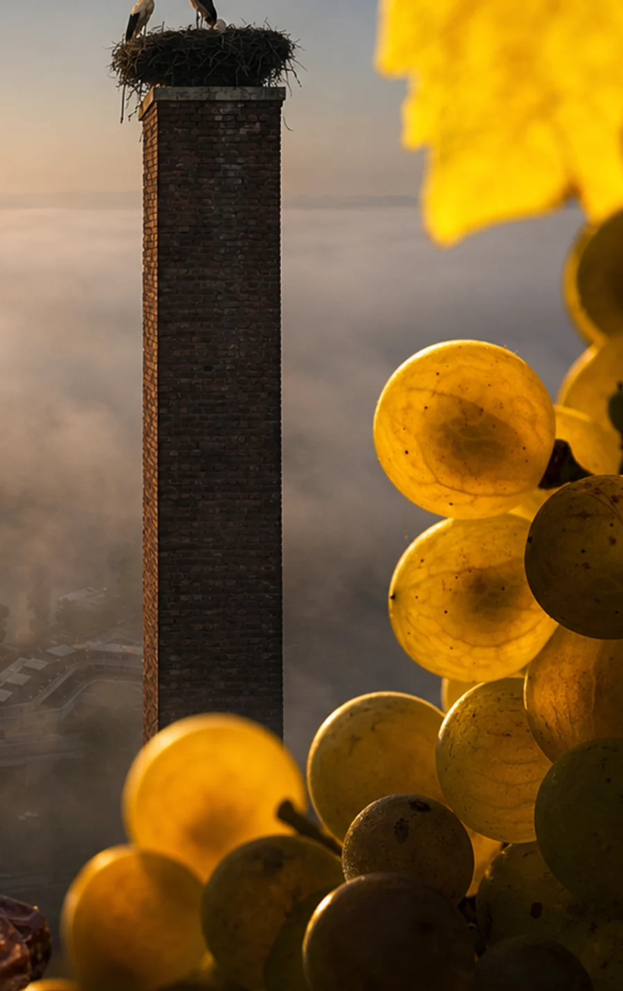 Golden Furmint grapes in the sun